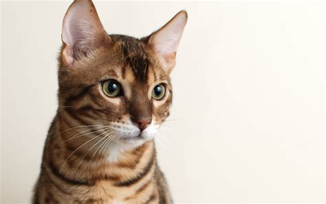 They are a recently created breed, first produced in america by mixing the asian leopard cat with a domestic cat breed. Young Bengal cat on white background wallpapers and images ...