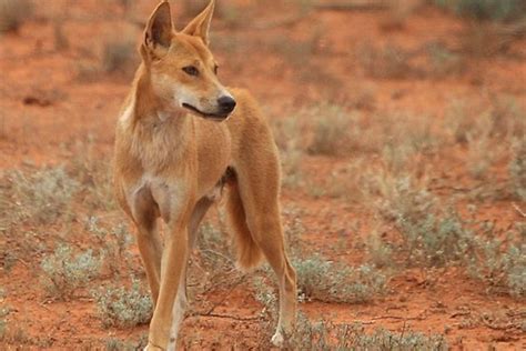 A Dingo In Outback Australia Abc News Australian Broadcasting