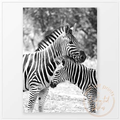 Mother And Baby Zebra Photo Print Wall Art