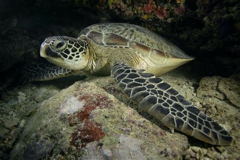 Green Sea Turtle Facts Habitat Ocean Life Roundglass Sustain