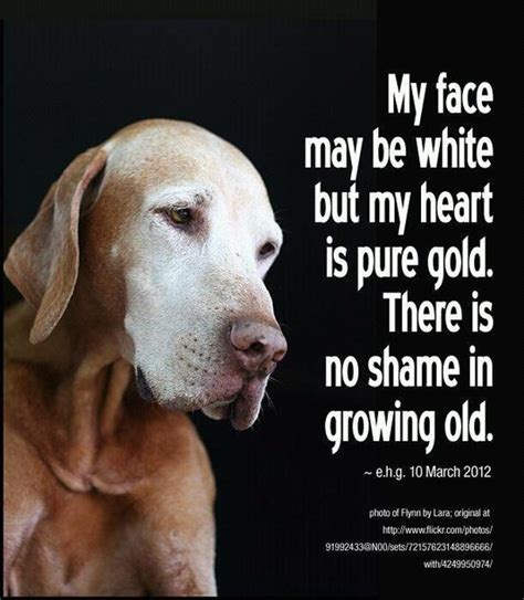 Old Dog Quotes And Sayings Quotesgram