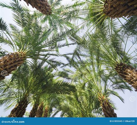 Palm Trees Perspective View Stock Image Image Of Leaf Light 61855545