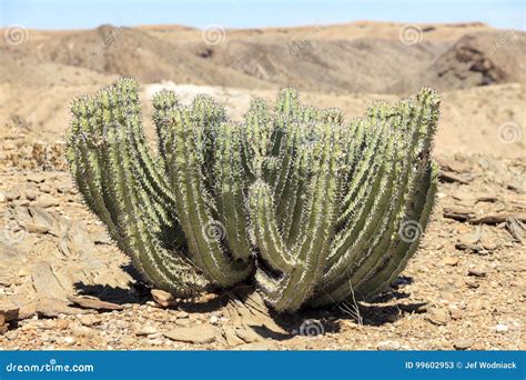 Cactus En El Desierto Imagen De Archivo Imagen De Turista 99602953