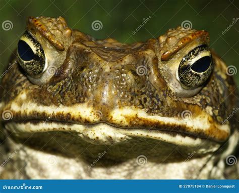 Cane Toad Face Stock Images Image 27875184