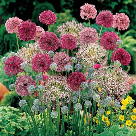 Mixed Varieties Of Alliums Flowersflower