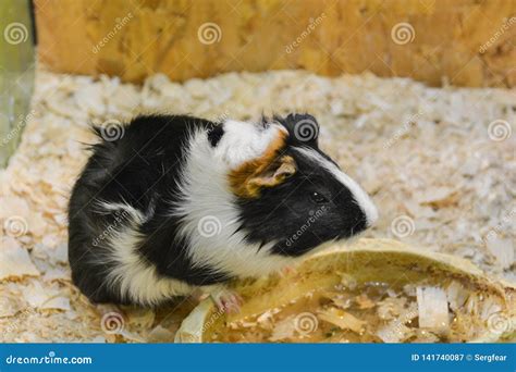 Guinea Pig In Zoo Stock Image Image Of Happy Little 141740087