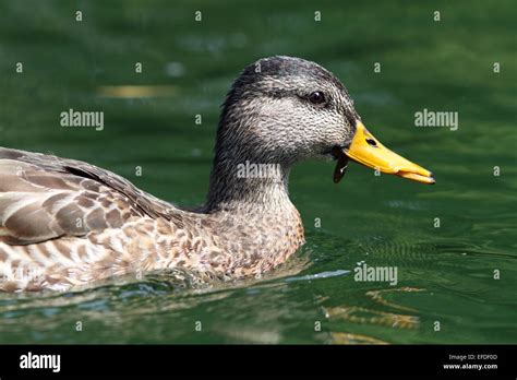 Side View Of Female Mallard Duck Swimming On Water Stock Photo Alamy