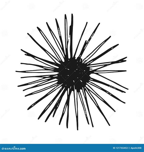 Sea Urchin Vintage Sketch Isolated Vector Stock Vector Illustration