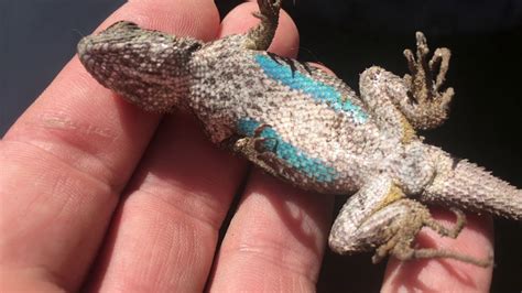 Blue Belly Lizard Found Almost Dead Youtube