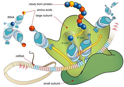 And trna as the translator to produce a protein. Translation (biology) - Wikipedia