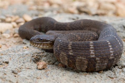 Download Field Herp Forum • View topic - Spring in the midwest, MO ...