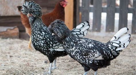 black and white chicken breeds their nature body structure and life