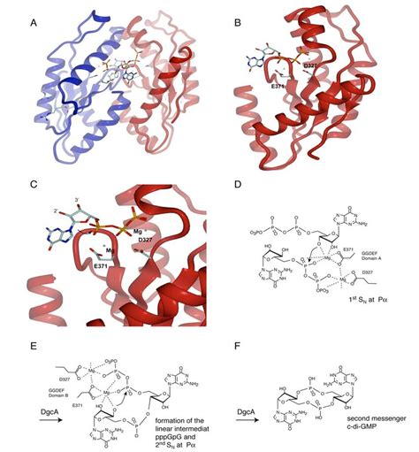 Model For The Catalytic Mechanism Of C Di Gmp Formation A Model Of