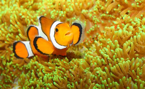 We're Not Clowning Around! Our Favorite Orange Fish Is On ...
