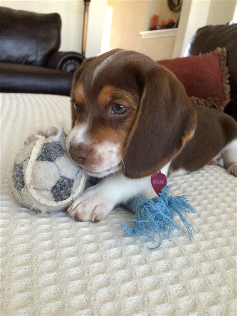 Penny Our 8 Week Old Chocolate Beagle Puppy I Think Shes The Cutest