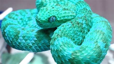 Картинки по запросу Spiny Bush Viper Cute Snake Beautiful Snakes