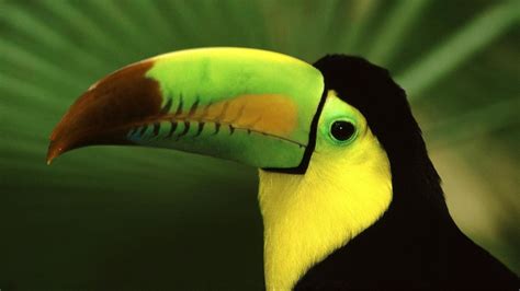 Toucan Bird Hd Desktop Wallpapers 4k Hd