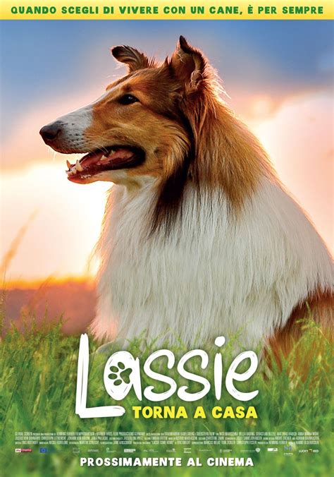 Locandina Di Lassie Torna A Casa 536757 Movieplayerit