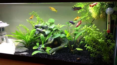 Multiple Betta Fish Tank 3 Crucial Things You Should Know