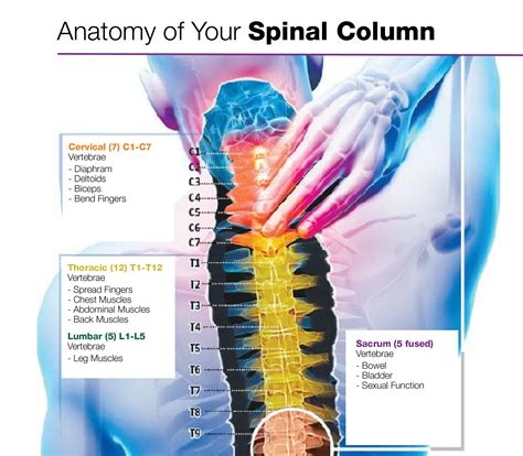 Learn about each of these muscles, their locations, functional anatomy and exercises for them. Anatomy of Your Spinal Column | Chest muscles, Abdominal ...