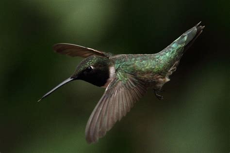 Black Chinned Hummingbird A Photo On Flickriver