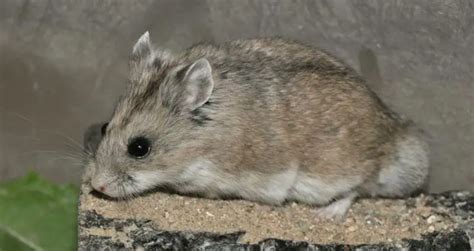 19 Types Of Hamsters Species And Descriptions Pictures