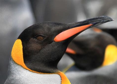 King Penguins In The Wild Salisbury Plain Part 2 Blog
