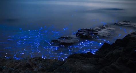 Bioluminescent Shrimp Turn Rocks On Japanese Beach Vaga Lumes