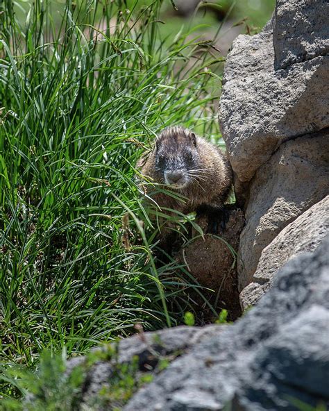 Marmot At Paradise Mount Rainier Park 1 Photograph By Alex Mironyuk