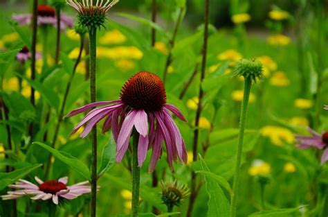 How To Plant Wildflowers In Ohio Farm And Dairy