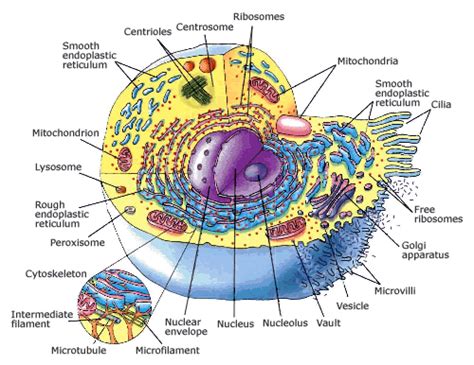 The nerves and muscles are made up of specialized cells that plant cells cannot evolve to form. Cellular anatomy - Veterinary Technician Vet 102 with ...