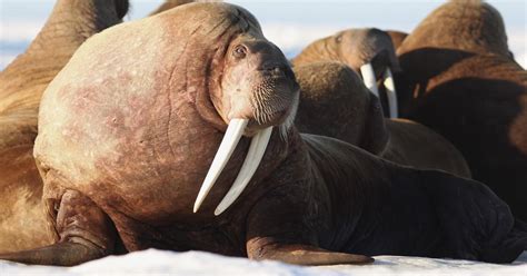 Adapt Or Die Walrus Join Crowd Of Species Facing Climate Ultimatum