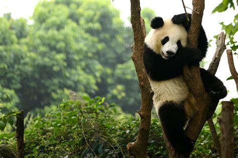 Giant Pandas No Longer Endangered Good News Giant Pandas Are No