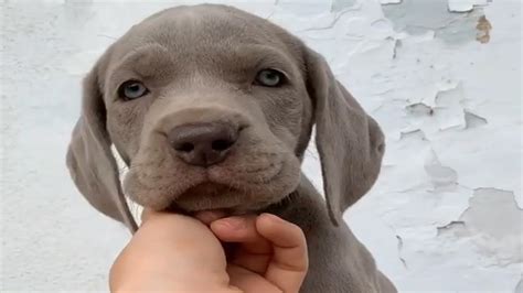 The Most Gorgeous Weimaraner Puppy Ever Seen Youtube