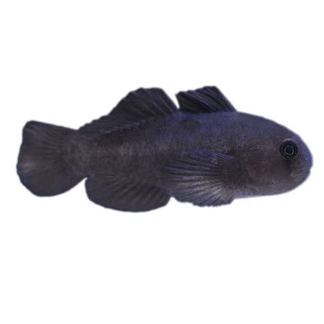 Black Clown Goby For Sale Small Petco