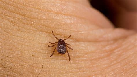 Flea And Tick Infestations Super D Pest Control