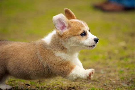Corgi Puppies Corgi Puppy Breed Facts And How To Get A Puppy