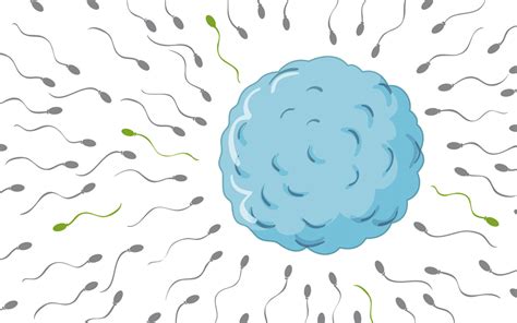 Sperm Health How To Increase Fertility In Men Cedars Sinai