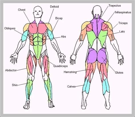Human Body Muscles Names Human Muscle System Functions Diagram Facts