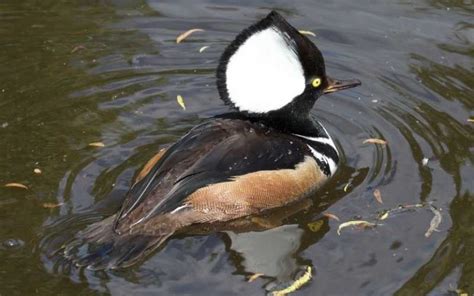 7 Black And White Duck Breeds Farming Base