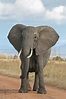 File:African Bush Elephant.jpg - Wikipedia