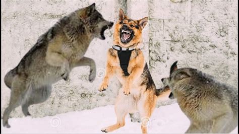 Could A German Shepherd Kill A Wolf