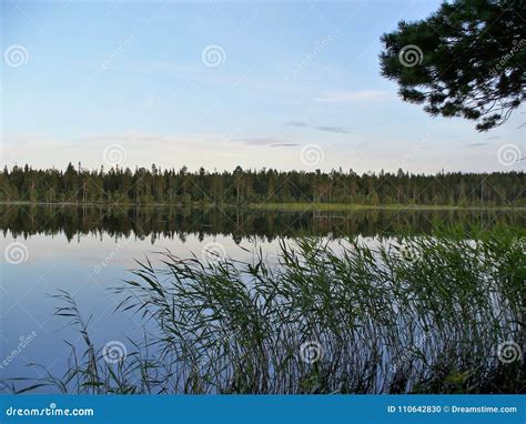 Pine Forest On The Bank Of The River Which Is Reflected In The Water