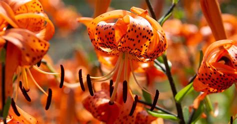 How To Plant Tiger Lily Seeds Complete Guide