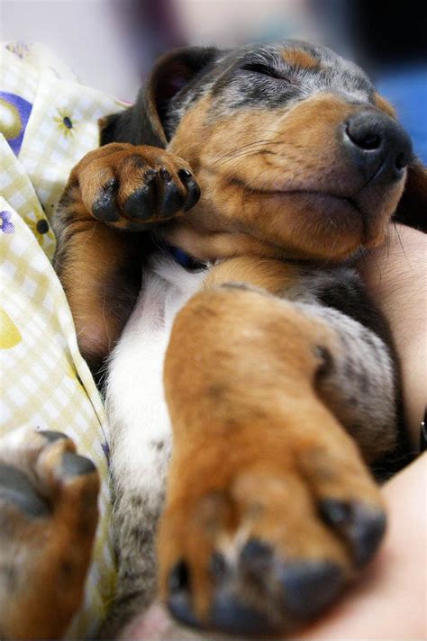 Dapple dachshunds are multicolored dogs that are known as merle in other breeds. Simon the Dapple Dachshund | Puppies, Dapple dachshund ...