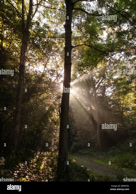 Early Morning Sunbeams Through Trees Stock Photo Alamy