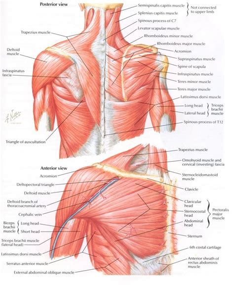 Neck And Shoulder Muscles Diagram Shoulder Muscle