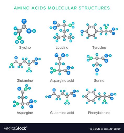 Molecular Structures Amino Acids Isolated On Vector Image