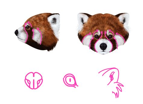 How do you paint a panda? How to Draw Animals: Red Pandas and Raccoons