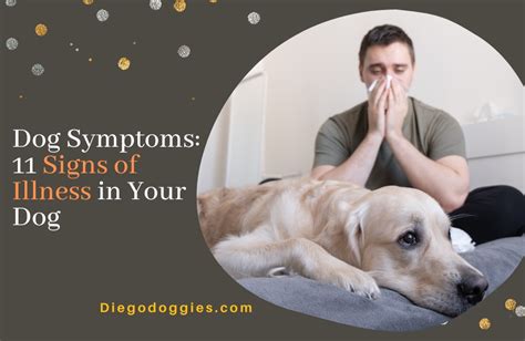 Dog Symptoms 11 Signs Of Illness In Your Dog